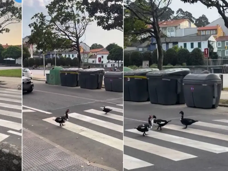 Un paso de cebra en Oleiros se convierte en pasarela para patos