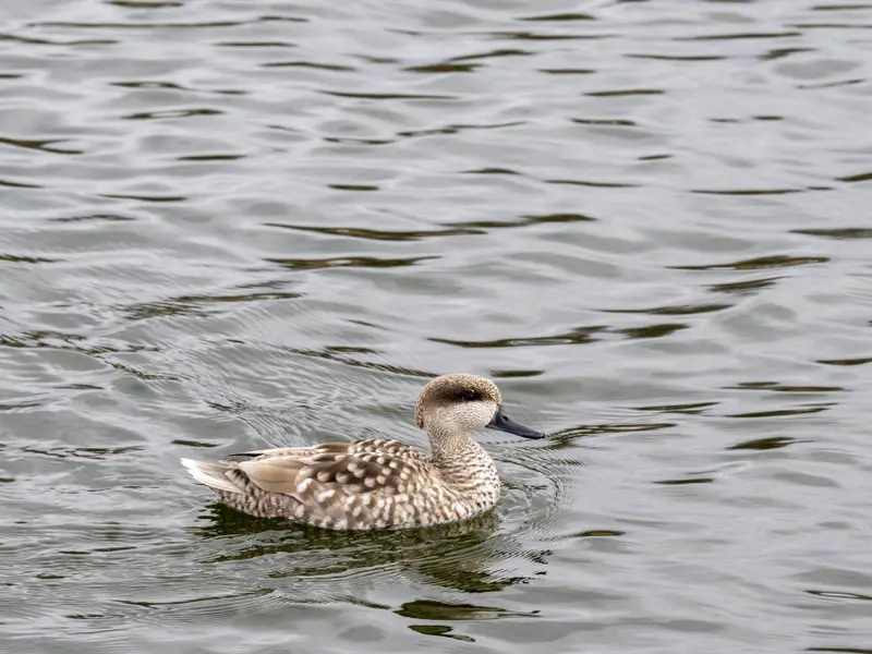 Las Tablas de Daimiel registran un aumento notable en especies de aves