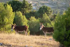 Burros como 'bomberos naturales' logran 9 años sin incendios en Doñana