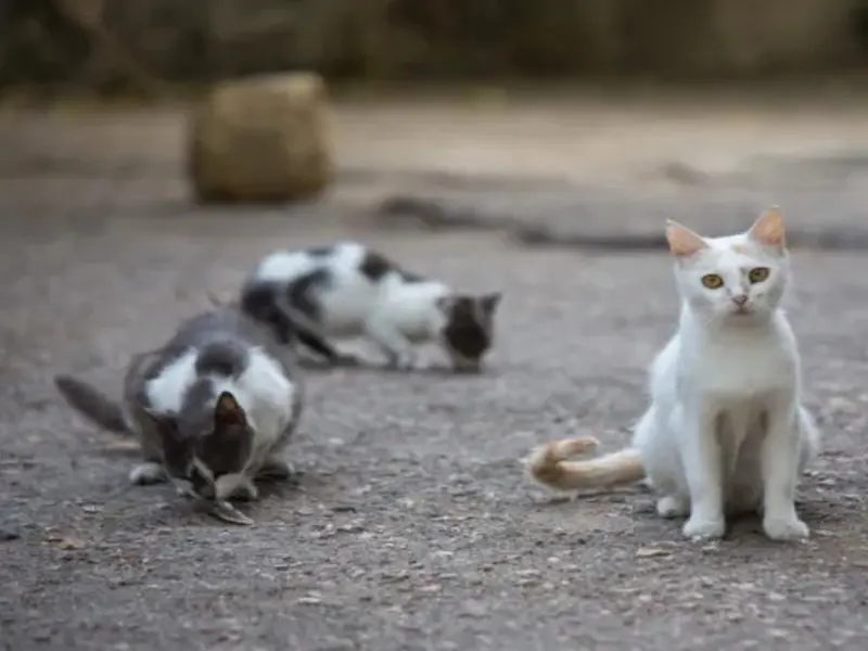 La Policía de Vietnam desmantela red de tráfico de carne de gato y rescata 400 felinos
