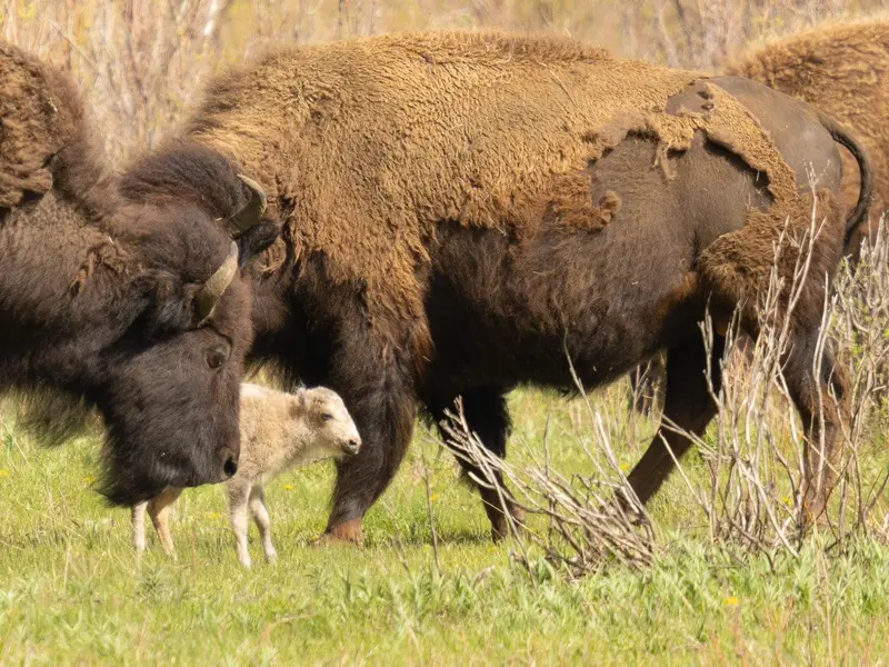 Nace una cría de bisonte blanco en Iowa, un símbolo de conservación y esperanza