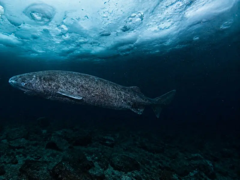 Científicos localizan un tiburón de Groenlandia con 399 años de vida