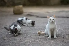 La Policía de Vietnam desmantela red de tráfico de carne de gato y rescata 400 felinos