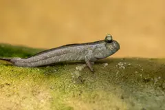 Peces que aprendieron a caminar inspiran un robot y revelan secretos de la evolución