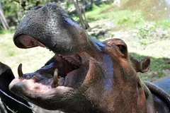 Hipopótamo invasor alerta a Barrancabermeja y autoridades ambientales actúan