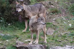 UPA propone trasladar lobos jóvenes del norte a poblaciones aisladas del sur de España