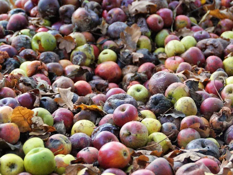 La IA podría reducir el desperdicio de alimentos a la mitad y mitigar el cambio climático