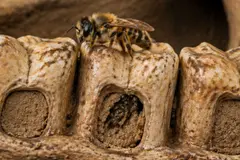 Abejas usan huesos de búhos gigantes para construir nidos seguros en cuevas