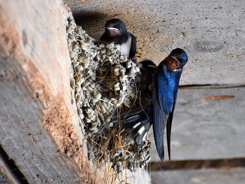 El papel crucial de golondrinas y vencejos en el control de mosquitos en Extremadura