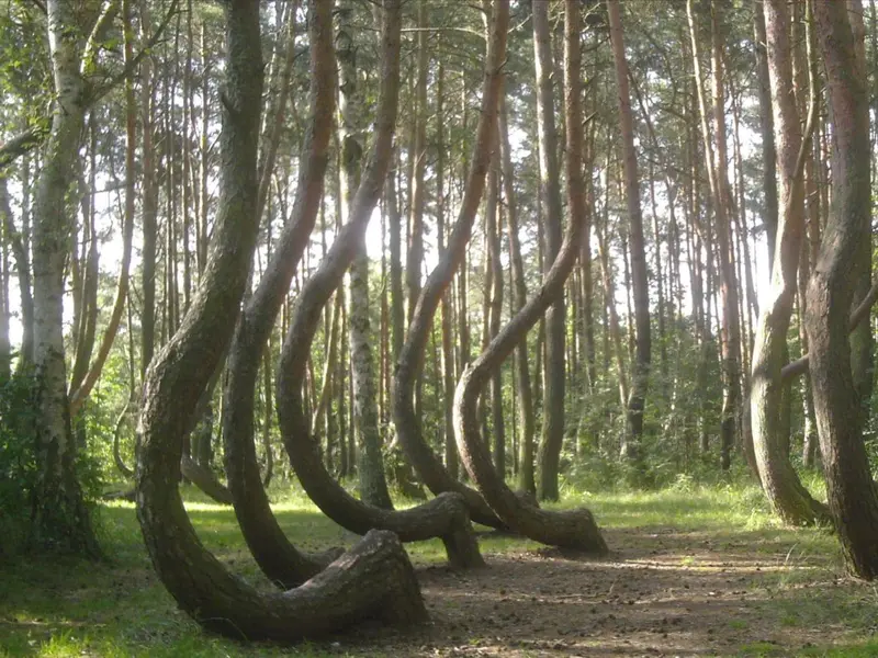 El misterio del Bosque Torcido en Polonia: investigación y conservación