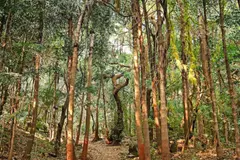 Bosques sagrados en India son clave para la regeneración ecológica