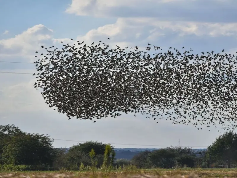 Día Mundial de las Aves Migratorias 2026: Un llamado a la conservación y nuevas revelaciones sobre el milano negro