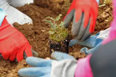 Life Terra ha plantado más de 36 millones de árboles en Europa en cinco años