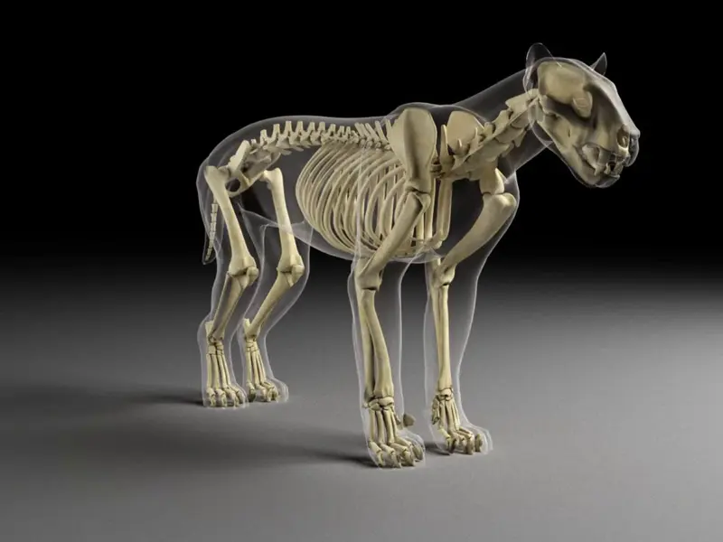 Revelan evolución y habilidades del dientes de sable ibérico Promegantereon ogygia