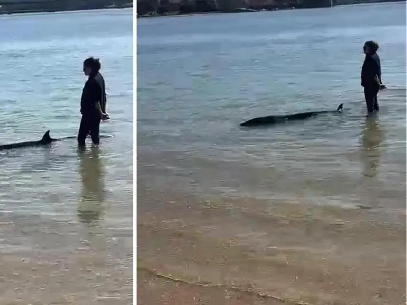 Una cría de ballena aliblanca varada en la playa de Santa Cristina
