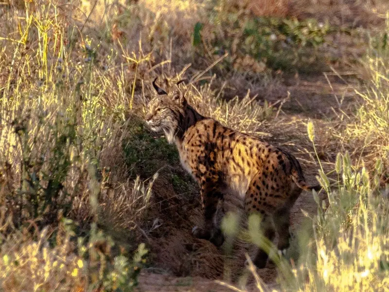 El lince ibérico: un superdepredador que impacta en la población de gatos domésticos