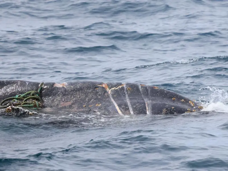 Búsqueda de ballena jorobada en Victoria revela riesgos por enredos marinos