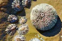 Hallazgo revela que erizos de mar heredan ventajas de algas microscópicas