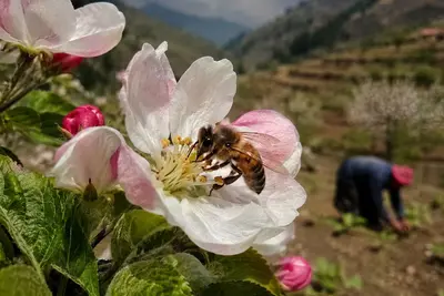 Estudio advierte sobre el peligro de la pérdida de pollinizadores para la alimentación mundial