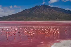 El Lago Natron: Un humedal extremo y refugio vital para los flamencos menores