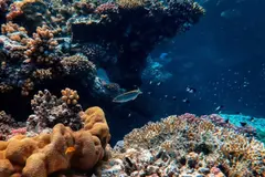 El océano enfrenta un deterioro crítico, advierte un importante informe global