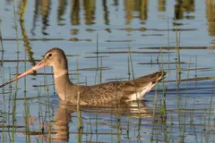 El turismo ornitológico revitaliza humedales en Doñana y promueve visitas