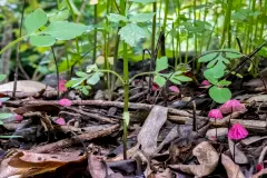 La biodiversidad del suelo es esencial en la lucha contra el cambio climático