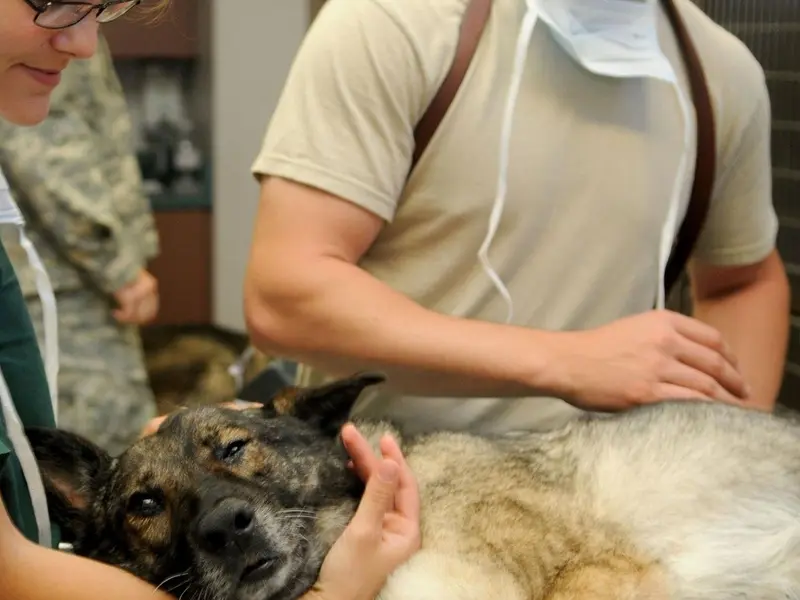 El Día Mundial del Veterinario 2026 resalta su importancia en salud y seguridad alimentaria