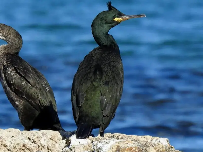 Primera eclosión en directo del cormorán moñudo en España desde Galicia