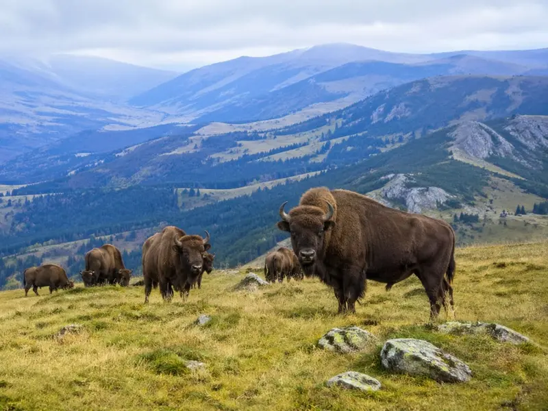 Regresan los bisontes a Rumanía, mejorando la biodiversidad y capturando carbono