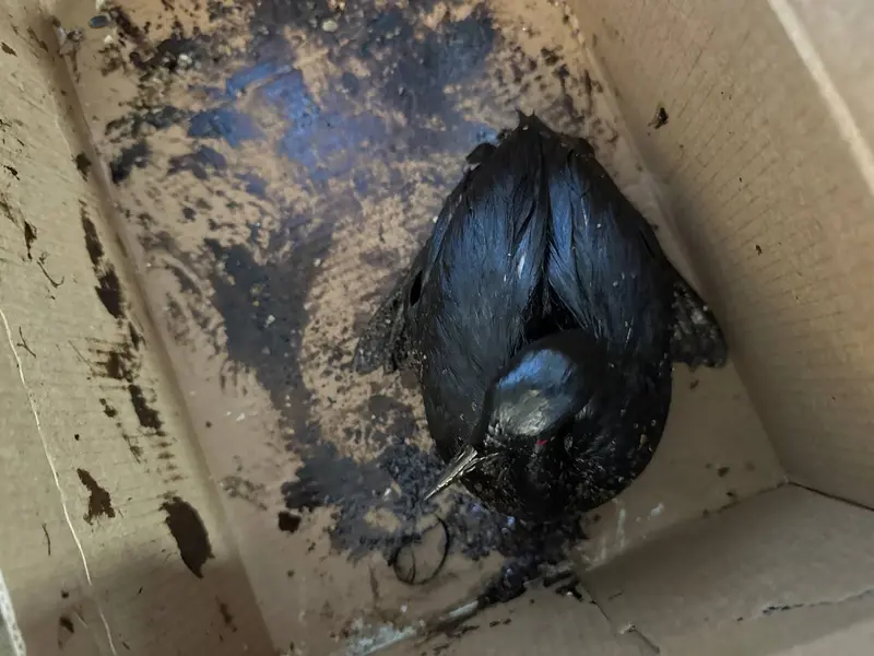 Más de 200 aves contaminadas por petróleo rescatadas en la costa rusa del Mar Negro