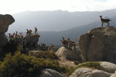 La cabra montés en la Sierra de Guadarrama: un éxito que se convierte en problema ambiental