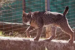 Portugal y España firman alianza para reintroducir el lince ibérico en Malcata