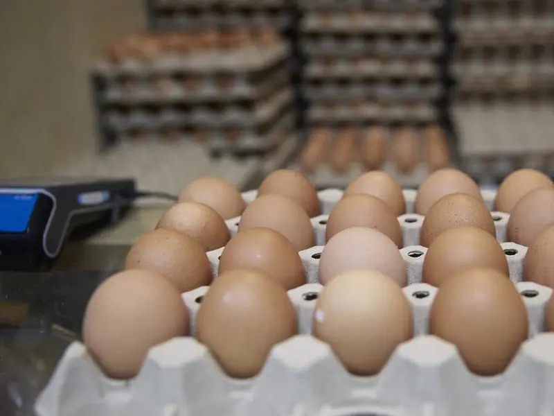 Inprovo lanza campaña para resaltar el huevo como alimento sostenible