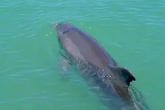 Científicos inician un proyecto para proteger la marsopa en el mar de Alborán