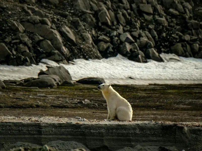 Detecta gripe aviar en oso polar en Noruega: primera vez en Europa