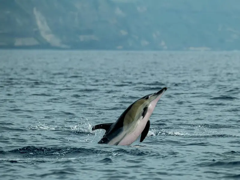 AI mejora la detección de cetáceos en el Estrecho de Gibraltar con alta precisión