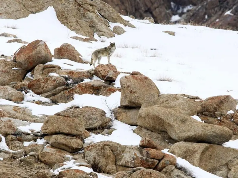 Descubren un híbrido de perro y lobo que amenaza la fauna en Ladakh y en España