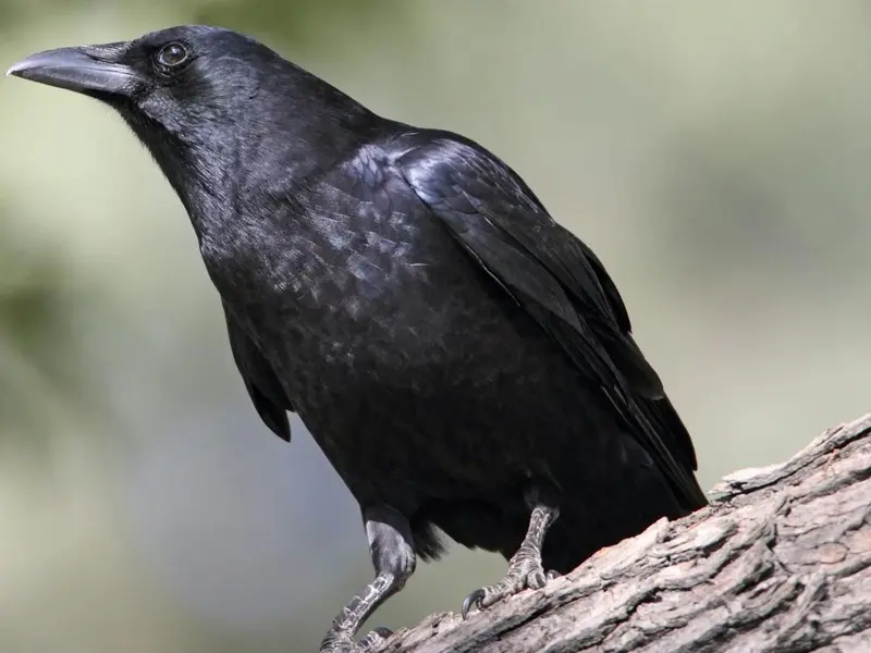 La inteligencia de los cuervos desafía mitos sobre las aves según expertos