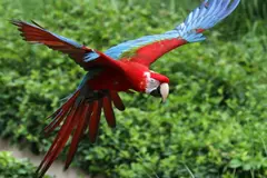 Nacimiento de crías de guacamayo rojo marca un hito en la Mata Atlántica