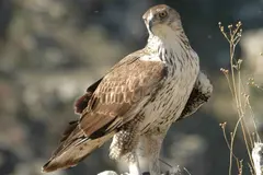 El águila perdicera en Castilla y León: ligera mejora pero aún en riesgo crítico