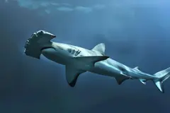 Costa Rica implementa incentivos económicos para proteger tiburones martillo