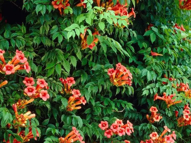 La bignonia, competidora de la buganvilla en jardines mediterráneos
