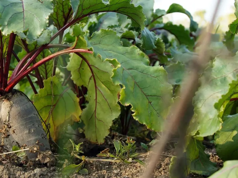 Proponen bioplásticos a partir de melaza de remolacha en Castilla y León