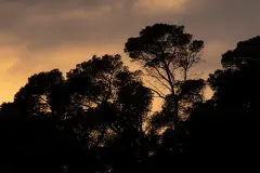 Bosques mediterráneos emiten tolueno durante olas de calor, afectando la calidad del aire
