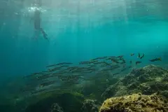 Formentera impulsa la plantación de 100.000 posidonias para restaurar el Mediterráneo