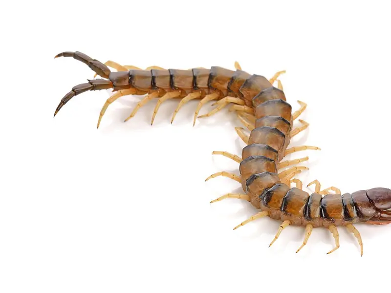 La importancia del ciempiés doméstico en el control de plagas del hogar