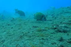 La presión humana afecta gravemente el papel ecológico de los peces de arrecife en Canarias