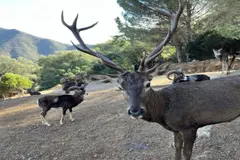 La Junta de Andalucía recurre ante el Supremo por la Eco Reserva de Ojén en Málaga
