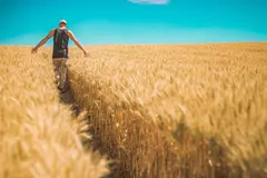 Innovación del CSIC: Feromonas como alternativa a pesticidas en agricultura